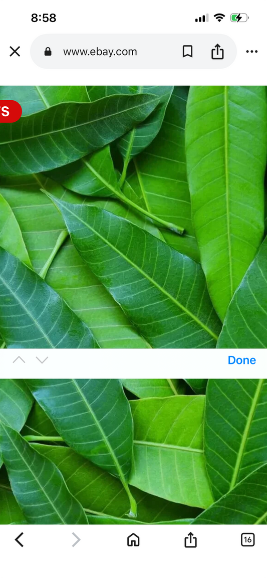 Mango Leaves